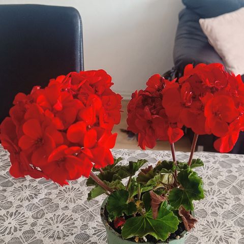 Rød pelargoniablomst