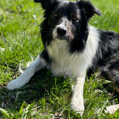 Border Collie 2år