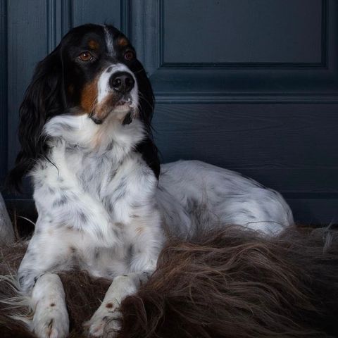 Engelsk setter valper fra kennel Gaupeskaret