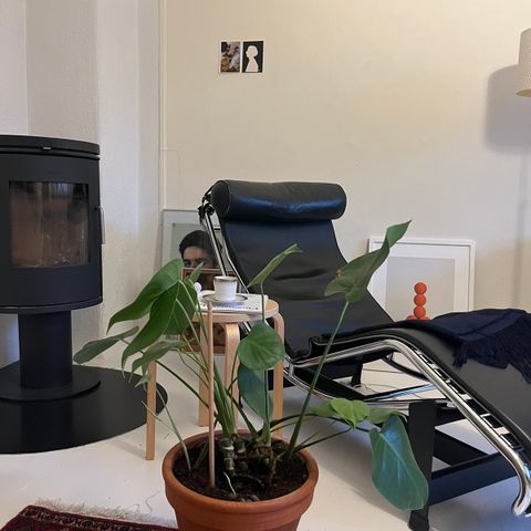 Monstera grønnplante inkl potte