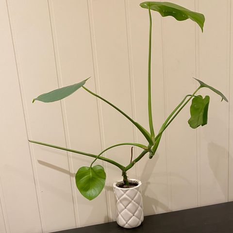 3 Monstera