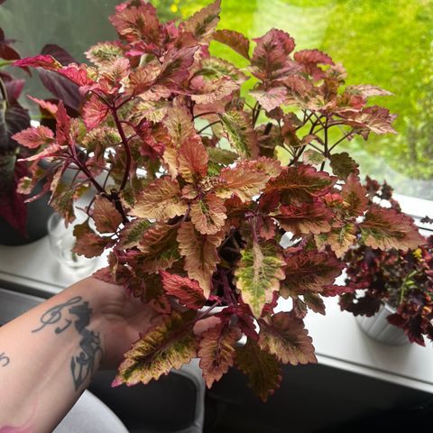 Coleus stiklinger (ikke å få tak i, i butikk)