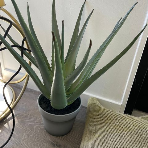 Naturtro aloe vera--plante selges