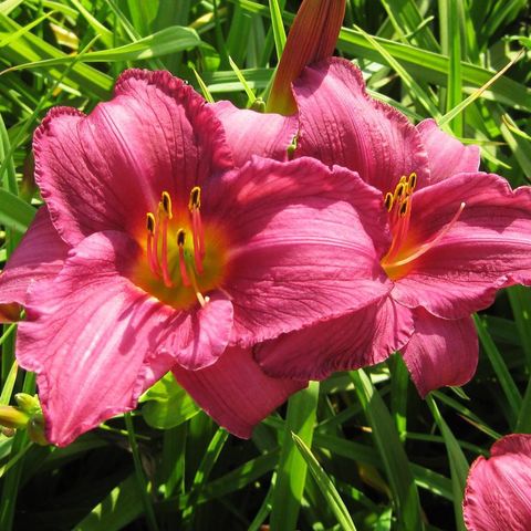 Daglilje «Hemerocallis Summer Wine»