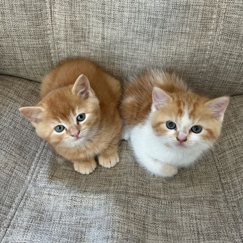 Kattunge semi-langhåret med raseblanding Perser og Scottish Fold