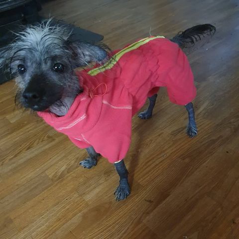 Fleece dress for liten hund