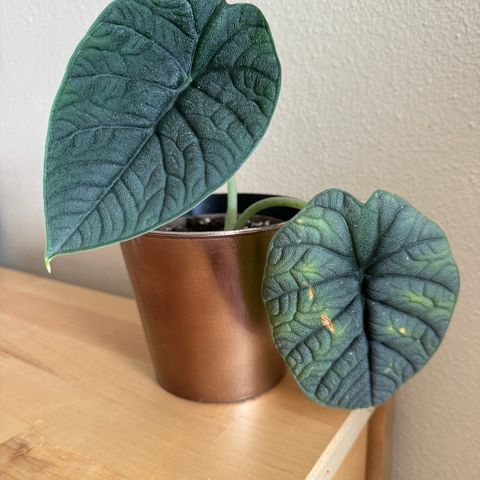 Alocasia Melo