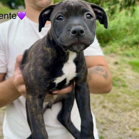 Staffordsshire bull terrier, 10 uker nydelige små