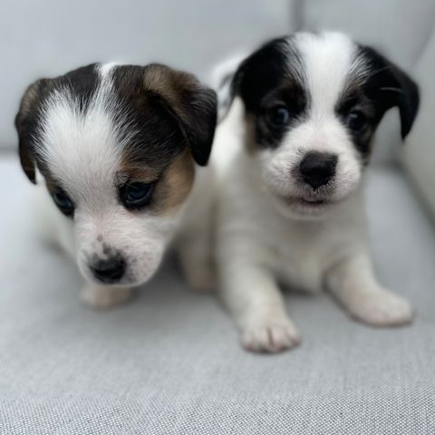 Nydelige NKK reg Jack Russell Terrier valper