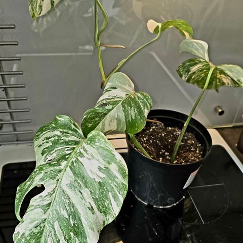 Monstera variegata rotet stiklinger