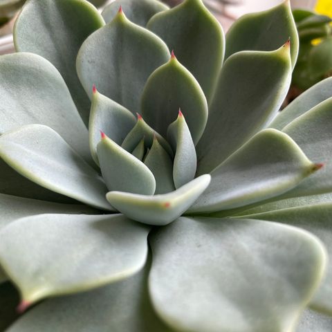 Echeveria Chihuahuaensis - stor sukkulent