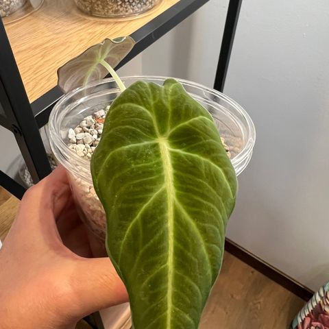 Alocasia Black Velvet