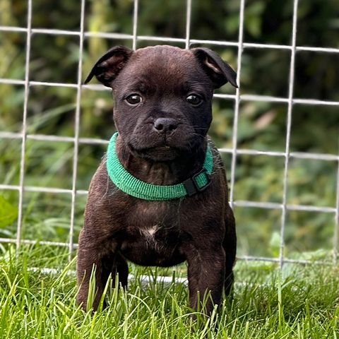 Staffordshire Bull Terrier