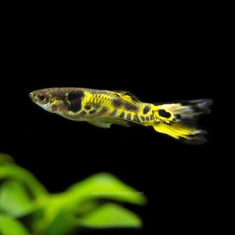 Guppy - Endlers (Tiger og "vanlig")