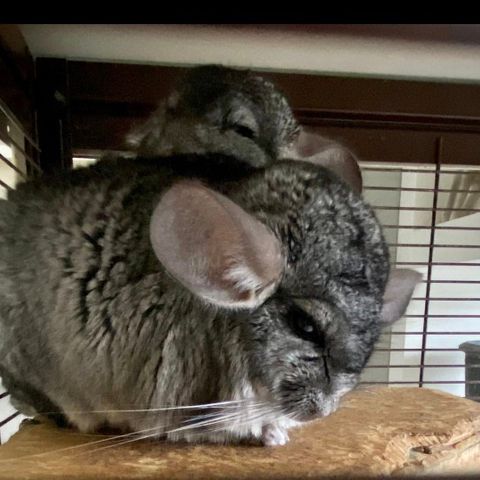 Chinchilla