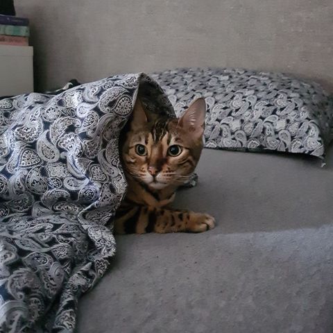 Bengal hunnkatt