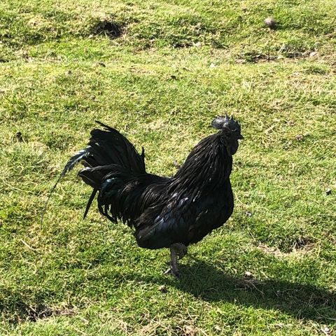 Ayam Cemani hane