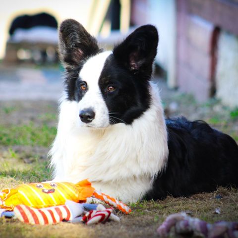 Vakker Welsh Corgi Cardigan hannhund