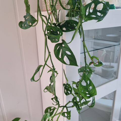 Monstera adansonii