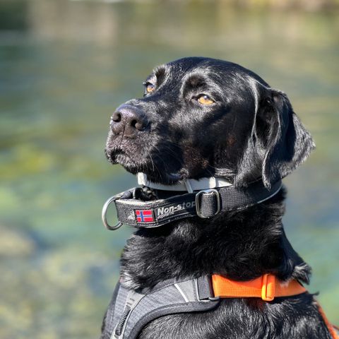 Blandings hund omplasseres