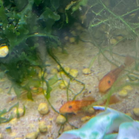 Super Red Ancistrus yngel