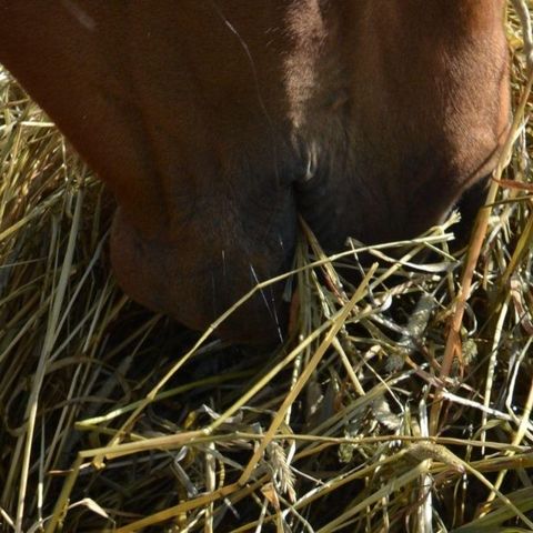 Grovfôr til hest.