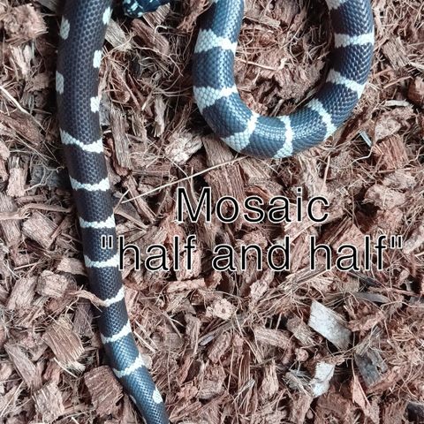 C5. 0.1. Lampropeltis californiae, kongesnok