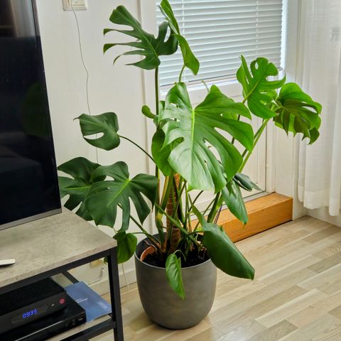 MONSTERA DELICIOSA med potte og mosestokk