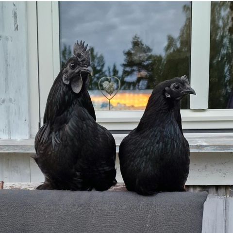 Ayam Cemani