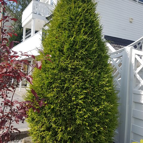 Thuja selges kr 500