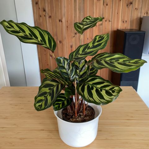 Calathea plante m/potteskjuler