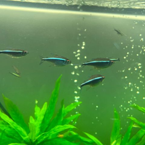 Black neon tetra