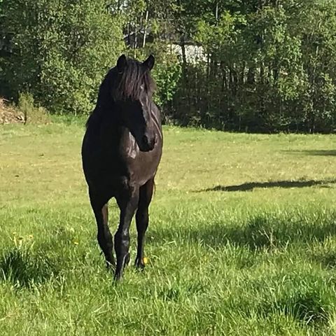 Förvert/rytter søkes