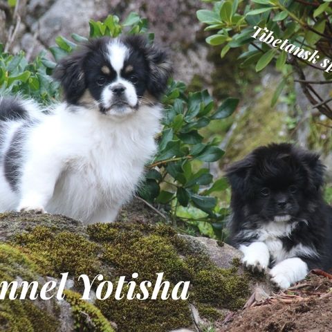 Tibetansk spaniel.