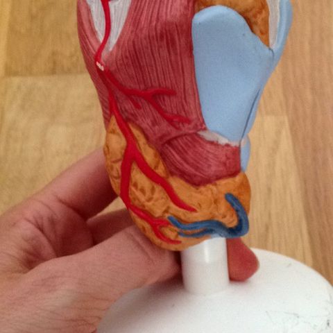 Anatomisk modell larynx