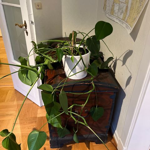 Stor, frisk monstera! Potteplante