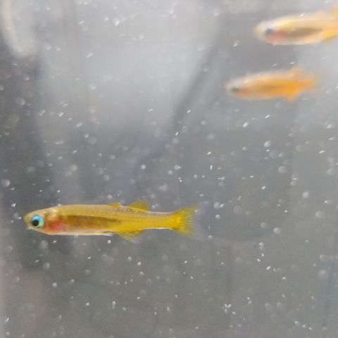 Reservert! Pseudomugil luminatus red neon blue-eye