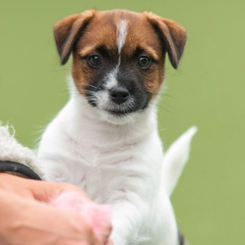 Jack Russell valper