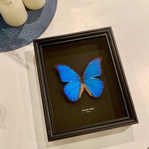 Tropisk ekte sommerfugl (Morpho didius) med unik svart design.