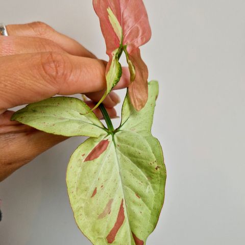 Stikling av Syngonium redspot tricolor plante