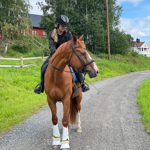 Flott ridehest søker turvenn!