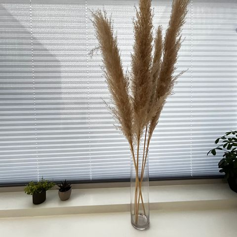 Vase med pampas