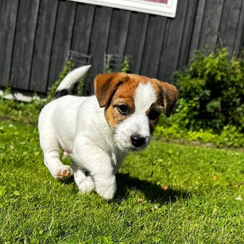 Jack Russell Terrier