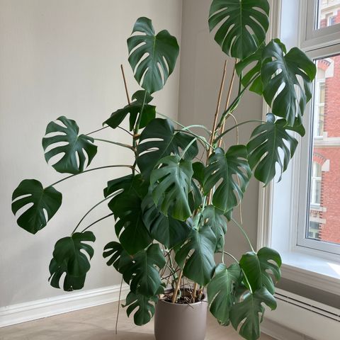 Meget stor og flott Monstera deliciosa