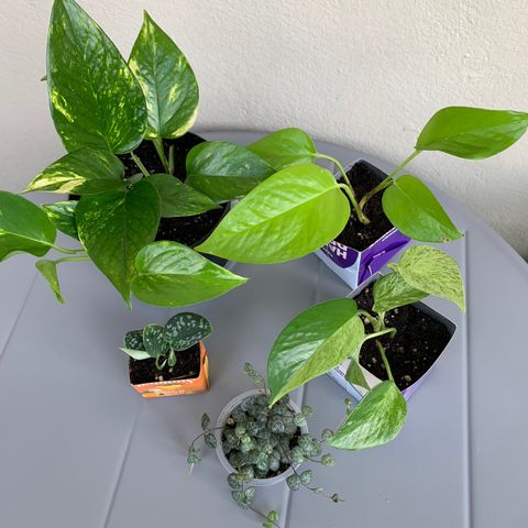 5 Planter (3 for 2 på alle annonser)