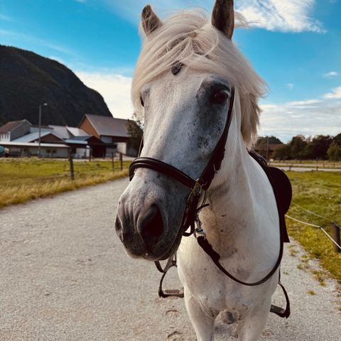 Stor og flott islandshest vallak til salgs!