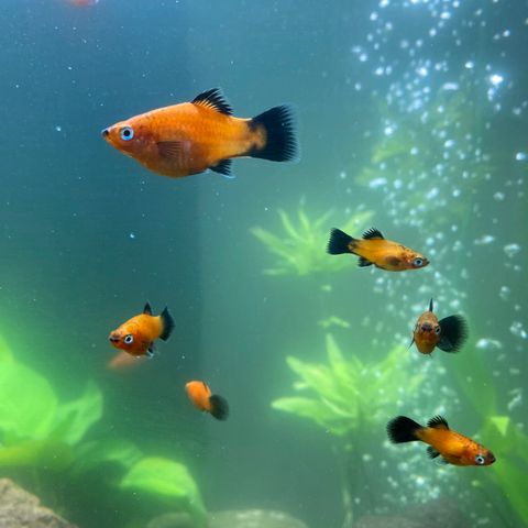 Platy Fisk