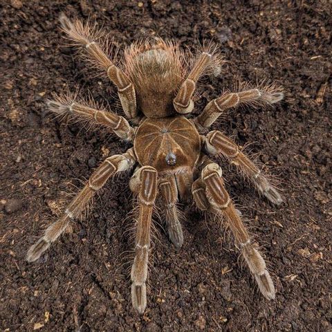 Goliat Theraphosa blondi ca 4cm PAR ( hunn og hann)