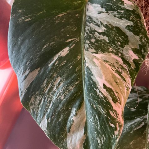 Monstera variegata (mint variegering)