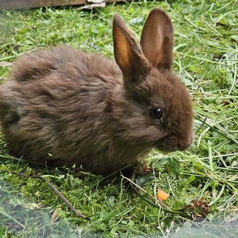 Rabbit for sale